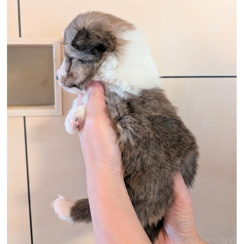 販売中の北海道のシェットランドシープドッグ(シェルティ)-444939の2枚目