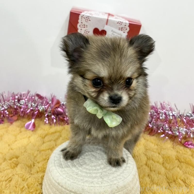 販売中の岐阜県のポメチワ:ポメラニアン×チワワ-444948