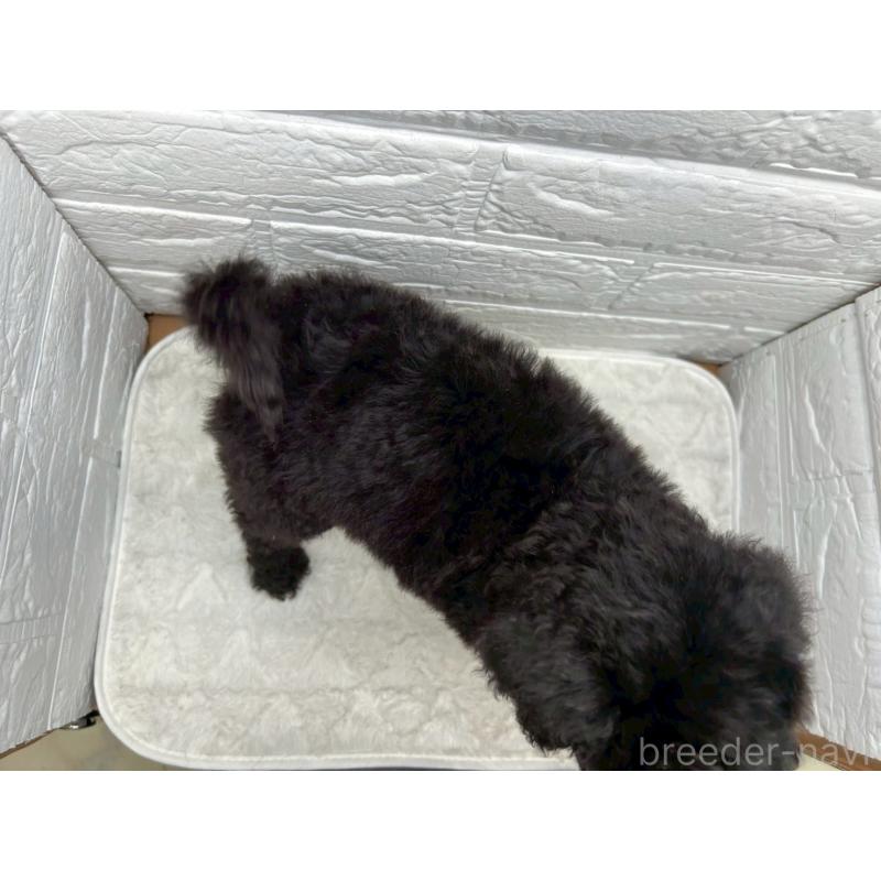 販売中の茨城県のスタンダードプードル-444949の13枚目