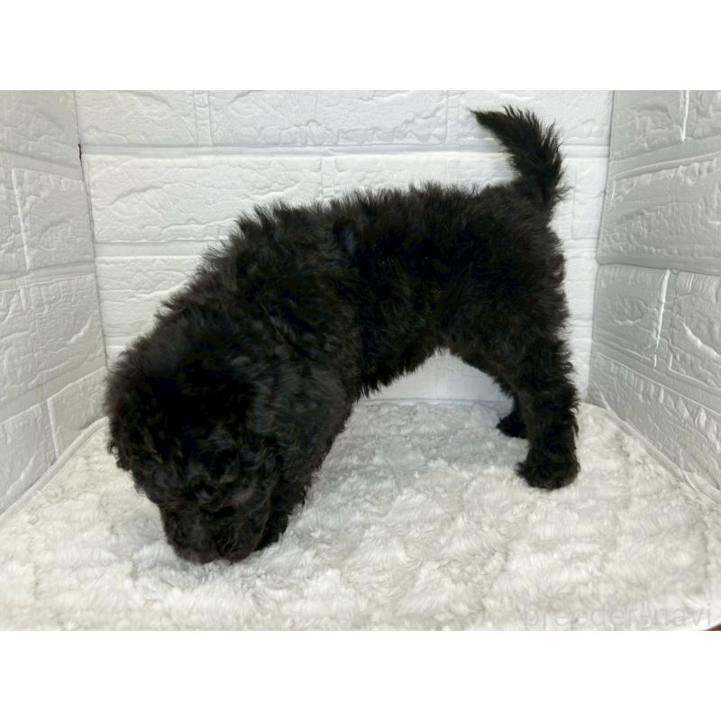 販売中の茨城県のスタンダードプードル-444949の11枚目