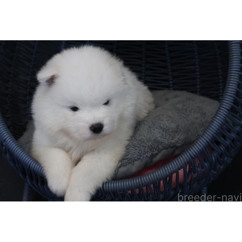 販売中の栃木県のサモエド-444947の9枚目