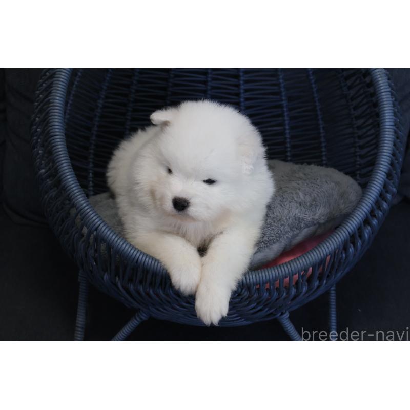 販売中の栃木県のサモエド-444947の8枚目