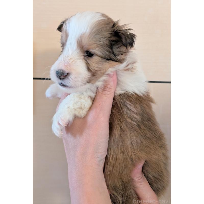 販売中の北海道のシェットランドシープドッグ(シェルティ)-444950の2枚目