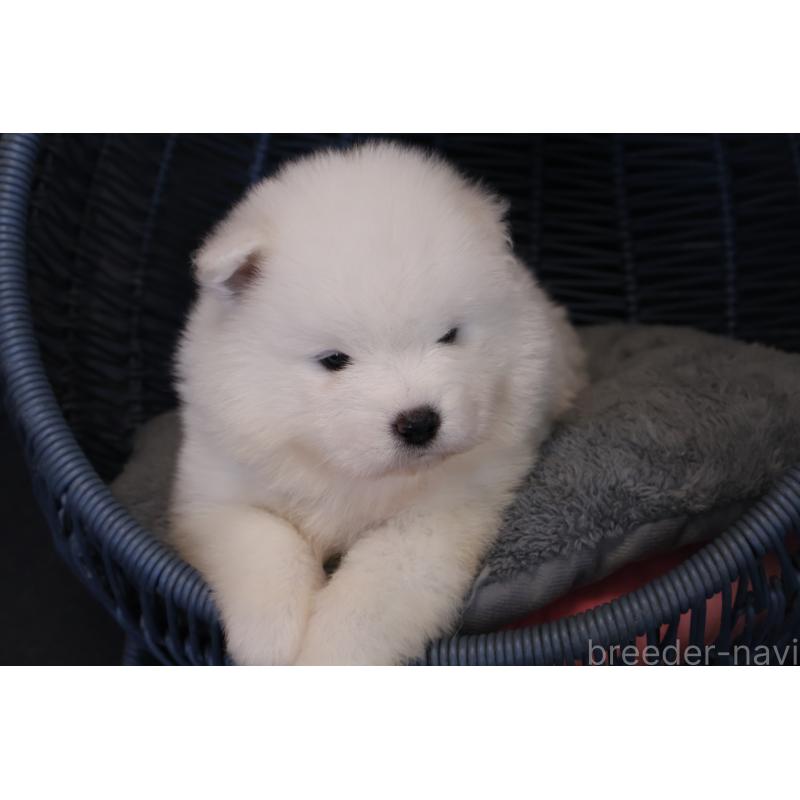 販売中の栃木県のサモエド-444947の7枚目