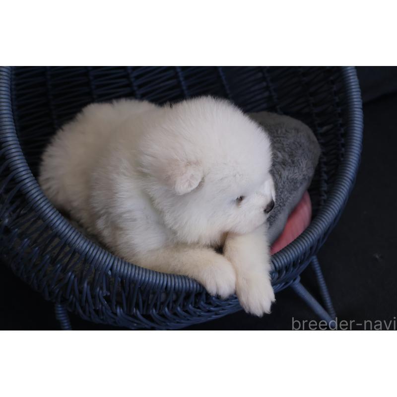 販売中の栃木県のサモエド-444947の6枚目