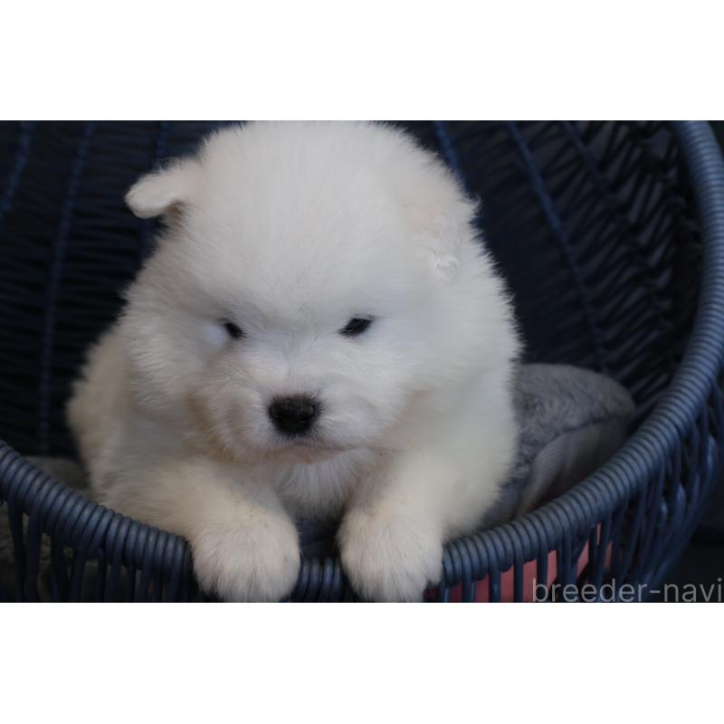 販売中の栃木県のサモエド-444947の4枚目