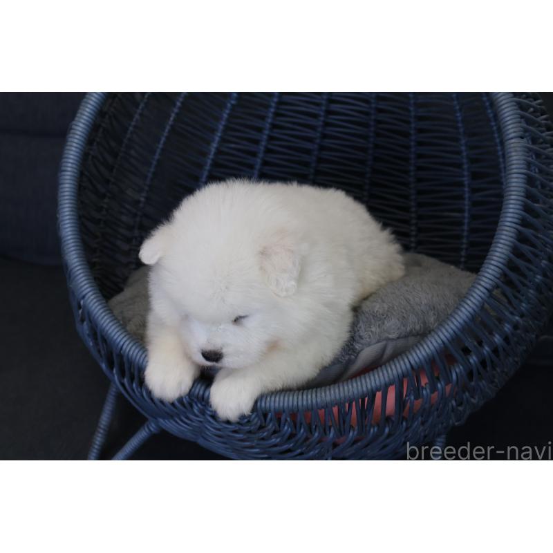 販売中の栃木県のサモエド-444947の3枚目