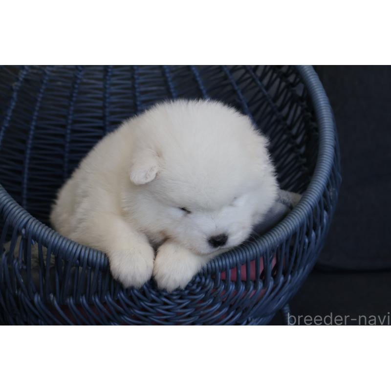 販売中の栃木県のサモエド-444947の2枚目