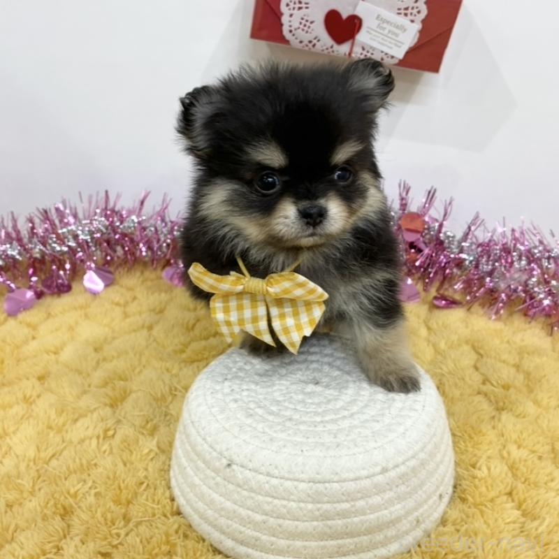 販売中の岐阜県のポメチワ:ポメラニアン×チワワ-444957