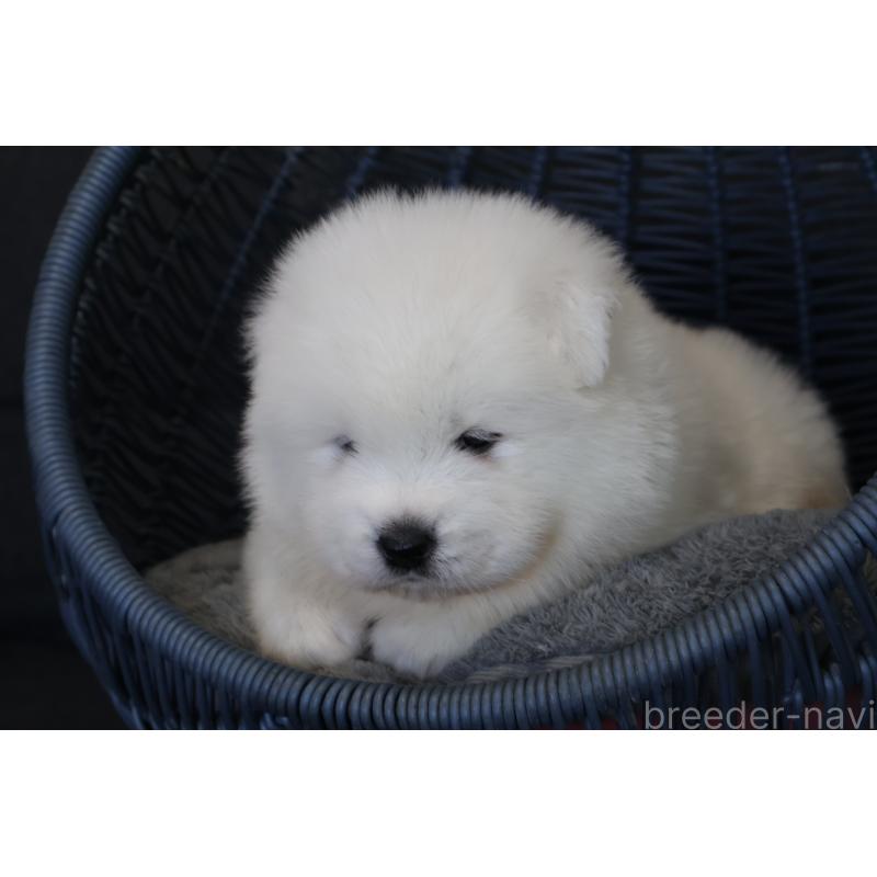 販売中の栃木県のサモエド-444951の10枚目