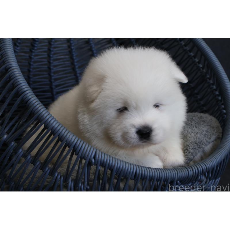 販売中の栃木県のサモエド-444951の9枚目