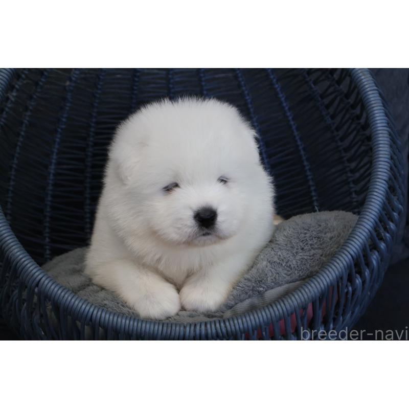 販売中の栃木県のサモエド-444951の8枚目