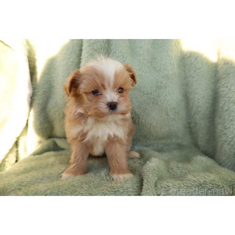 商談中の東京都のマルプー:マルチーズ×トイプードル-444953の5枚目