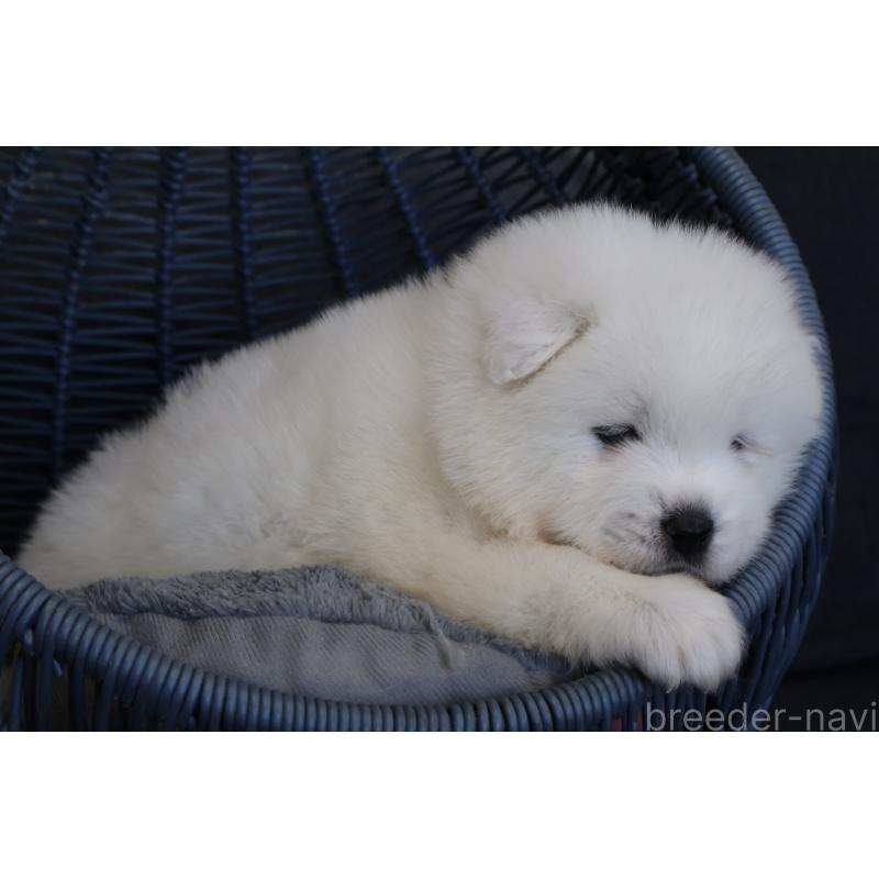 販売中の栃木県のサモエド-444951の6枚目