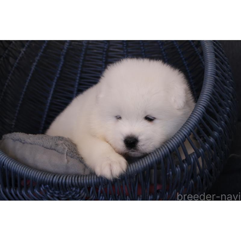 販売中の栃木県のサモエド-444951の5枚目