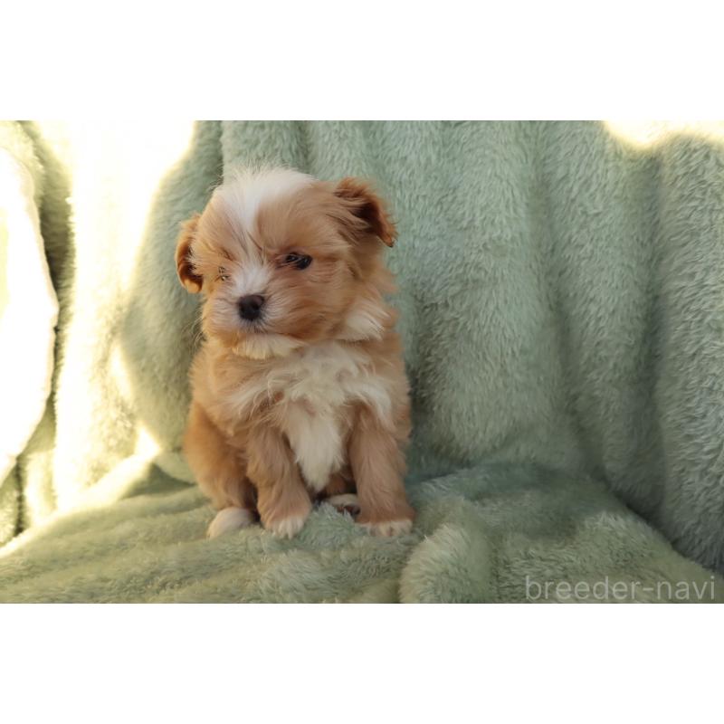 商談中の東京都のマルプー:マルチーズ×トイプードル-444953の3枚目