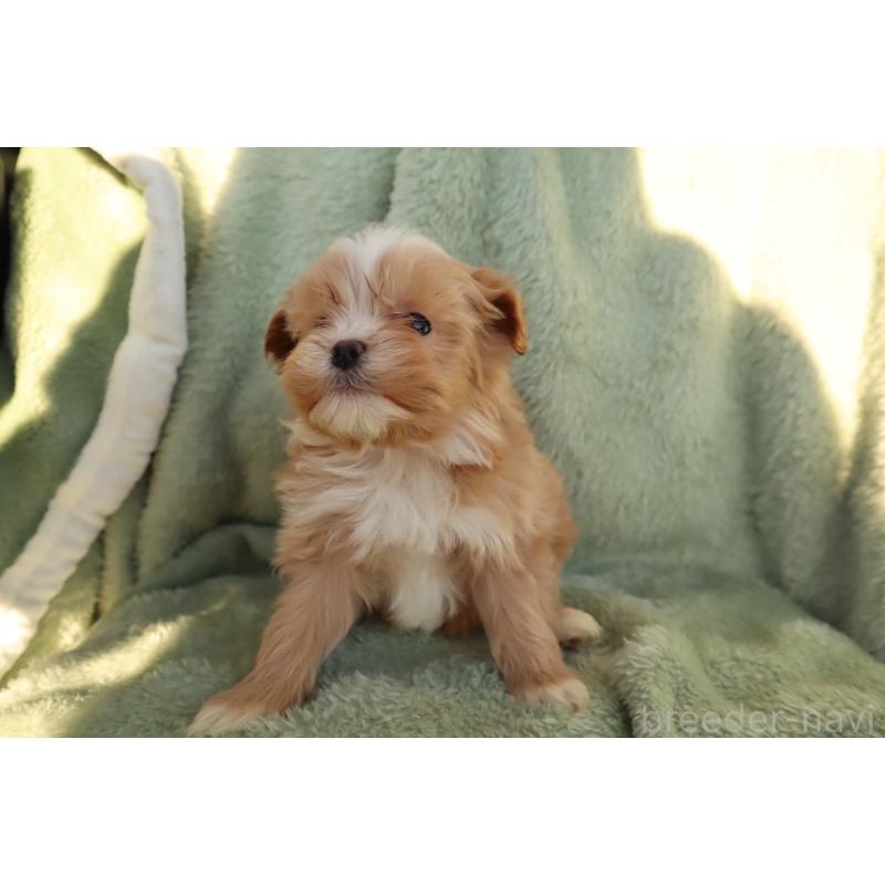 商談中の東京都のマルプー:マルチーズ×トイプードル-444953の2枚目