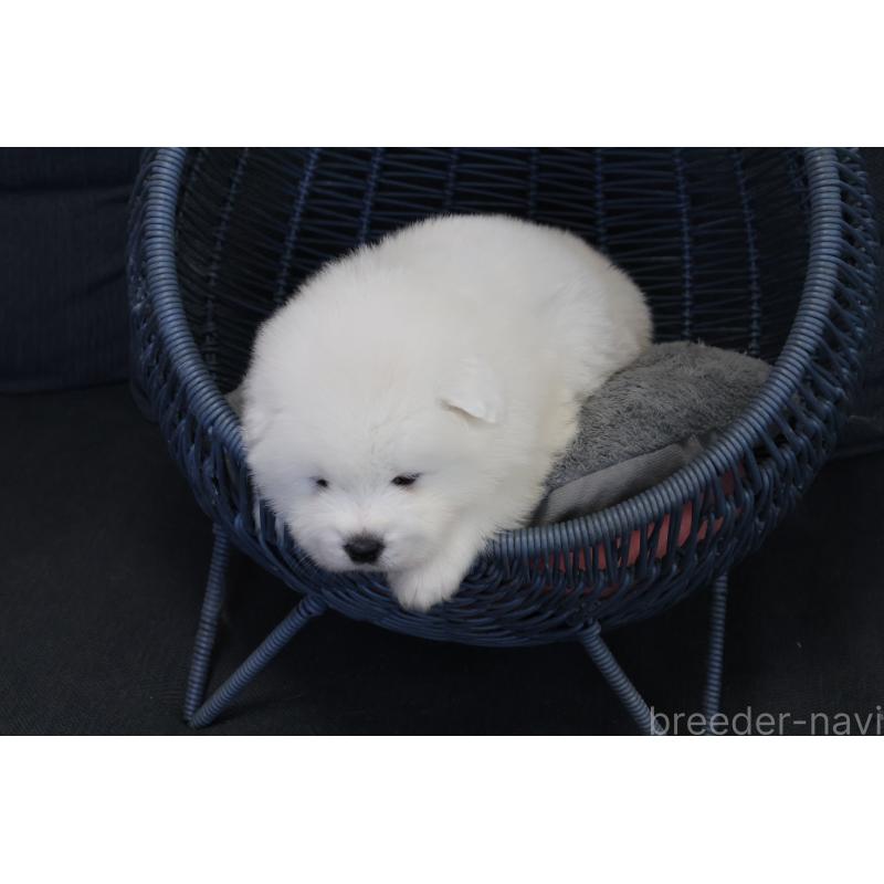 販売中の栃木県のサモエド-444951の2枚目