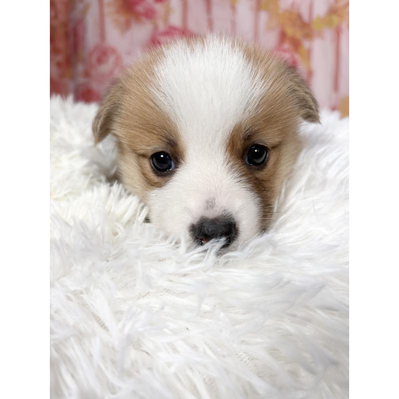 販売中の愛知県のウェルシュコーギーペンブローク-444958の11枚目