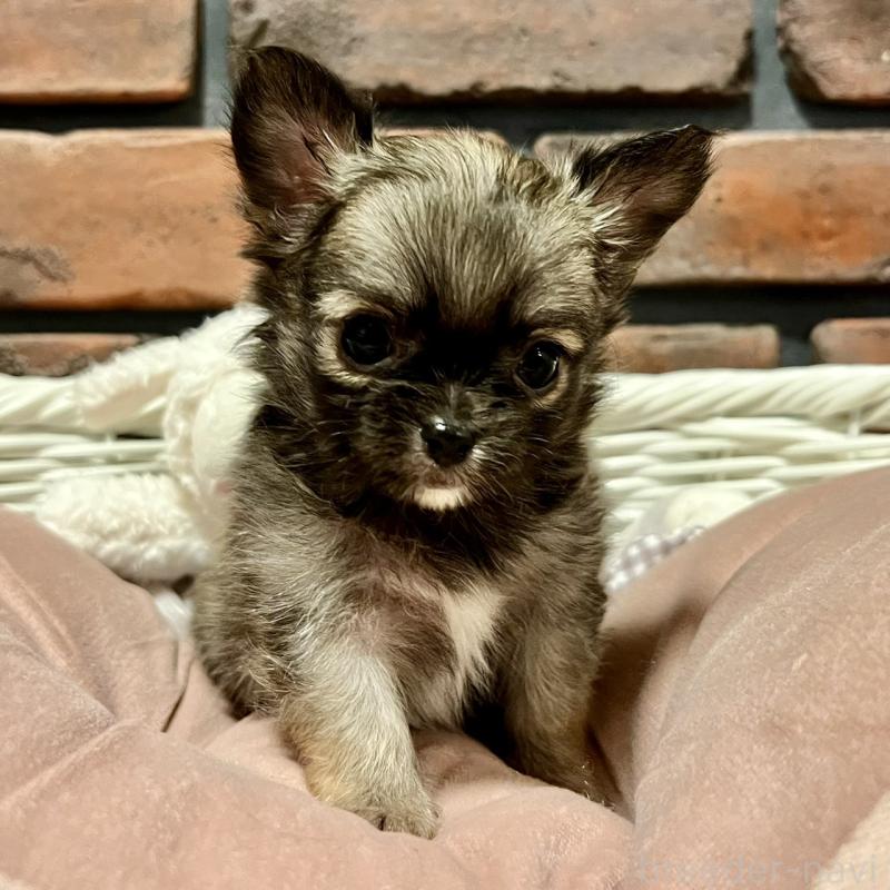 販売中の徳島県のチワワ(ロングコート)-444952