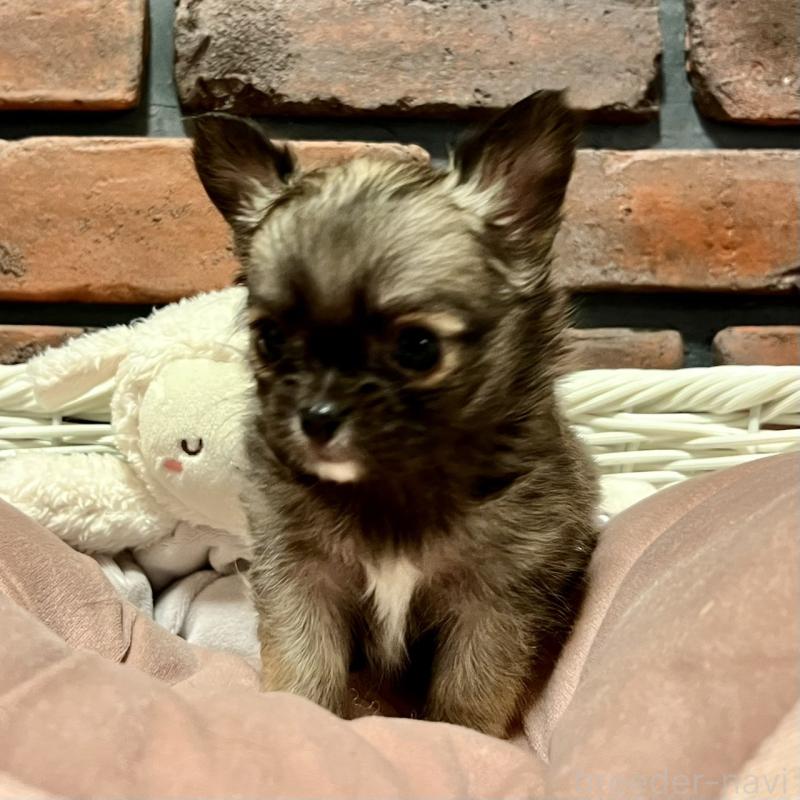 販売中の徳島県のチワワ(ロングコート)-444952の7枚目