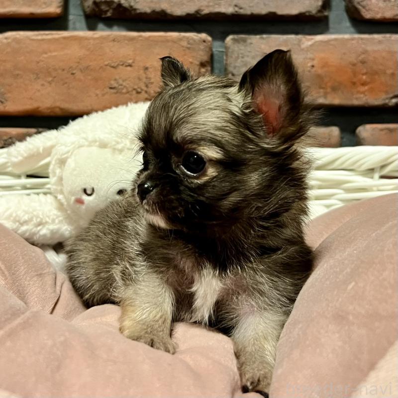 販売中の徳島県のチワワ(ロングコート)-444952の6枚目