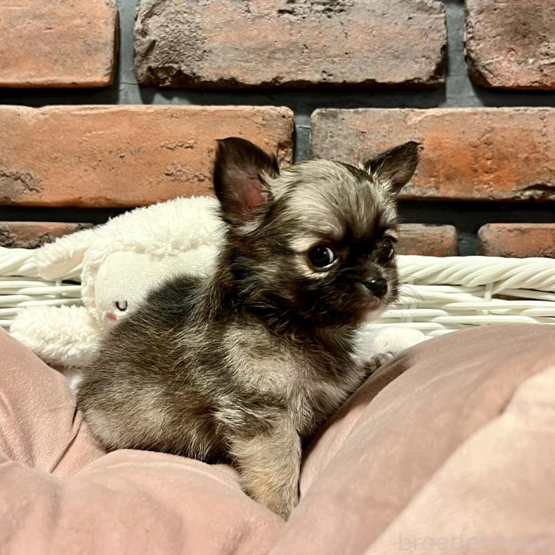 販売中の徳島県のチワワ(ロングコート)-444952の5枚目