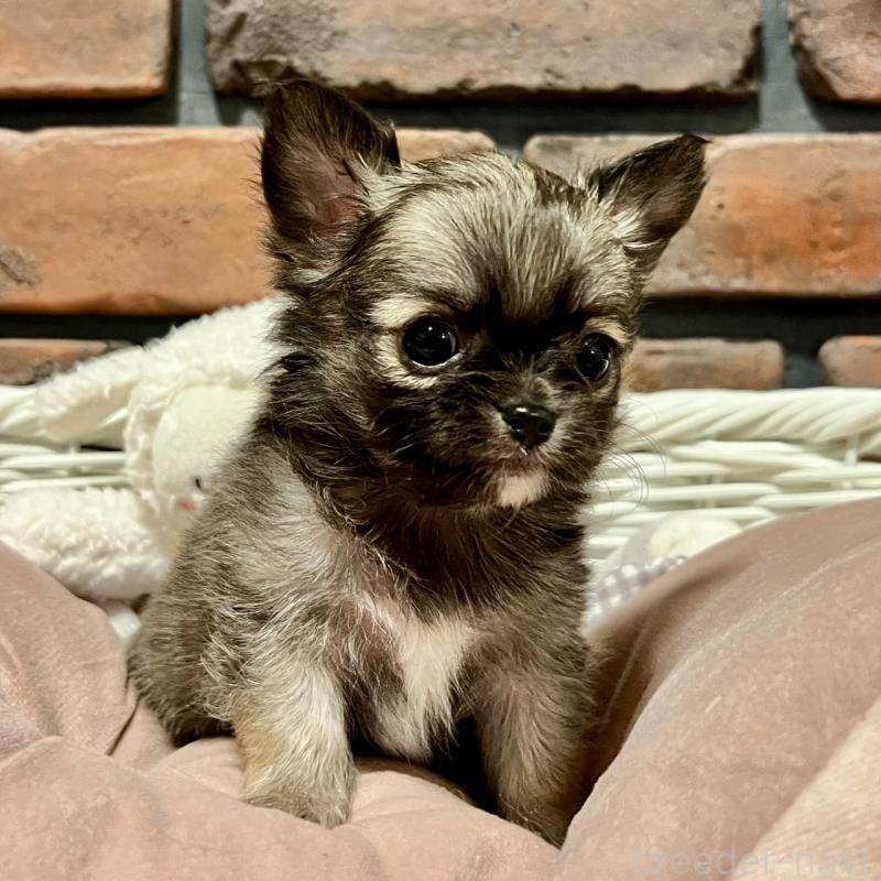 販売中の徳島県のチワワ(ロングコート)-444952の4枚目