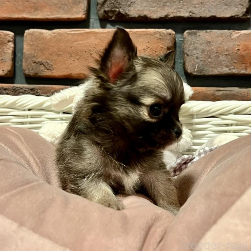 販売中の徳島県のチワワ(ロングコート)-444952の3枚目