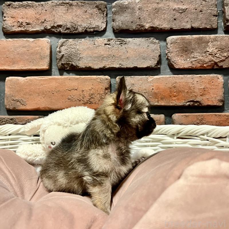 販売中の徳島県のチワワ(ロングコート)-444952の2枚目