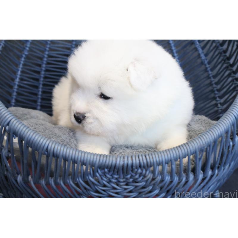 販売中の栃木県のサモエド-444954の9枚目