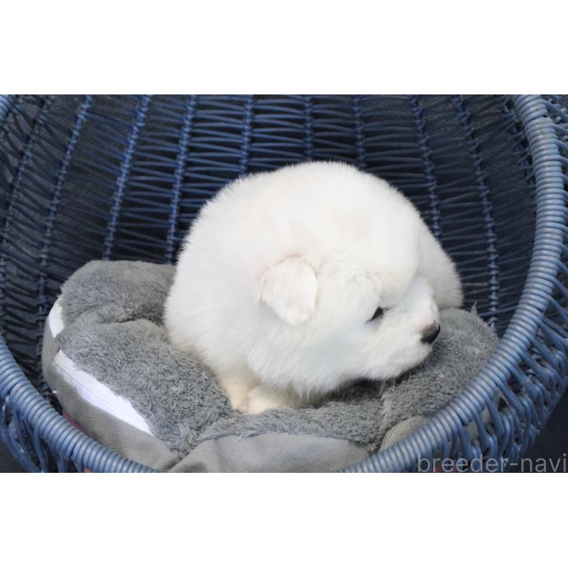 販売中の栃木県のサモエド-444954の8枚目