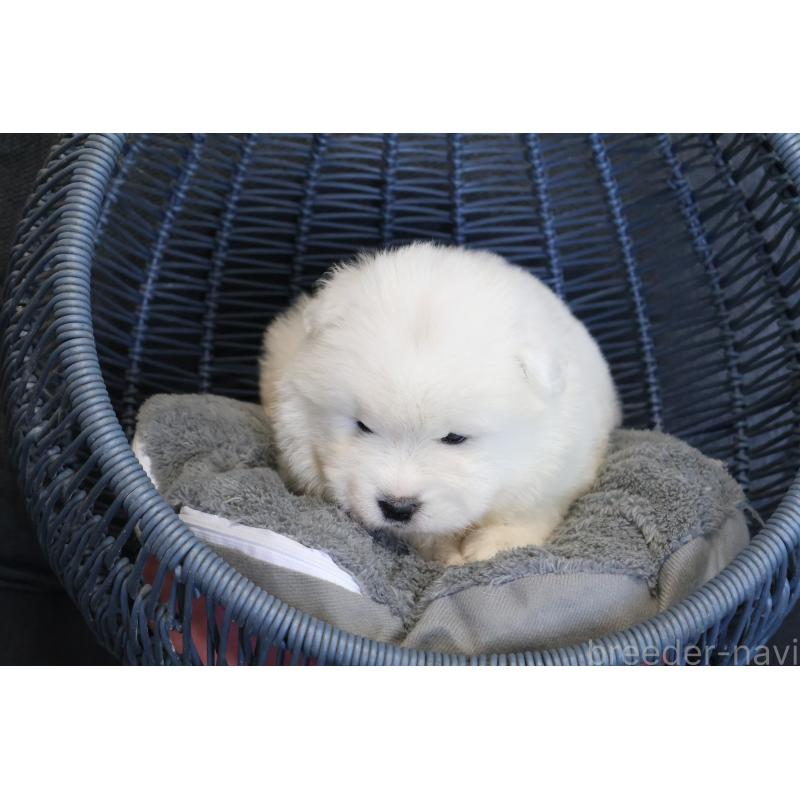 販売中の栃木県のサモエド-444954の7枚目