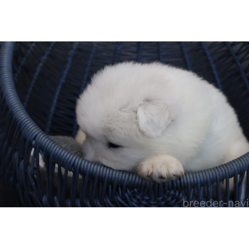 販売中の栃木県のサモエド-444954の6枚目