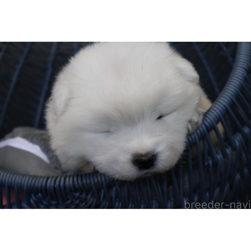 販売中の栃木県のサモエド-444954の5枚目