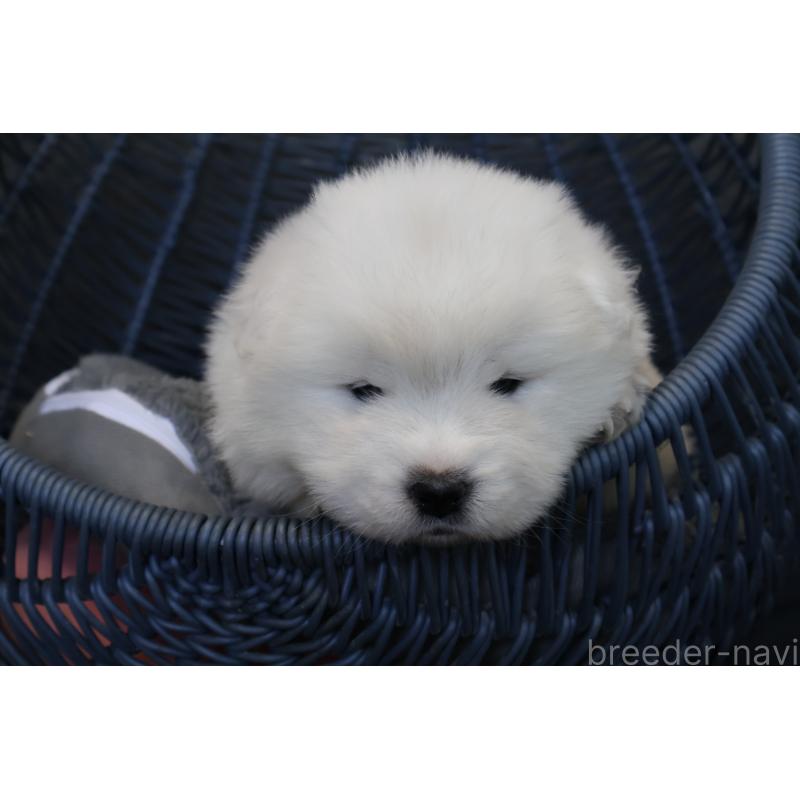 販売中の栃木県のサモエド-444954の4枚目