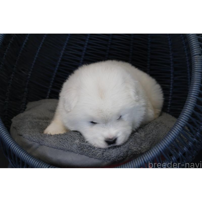 販売中の栃木県のサモエド-444954の2枚目
