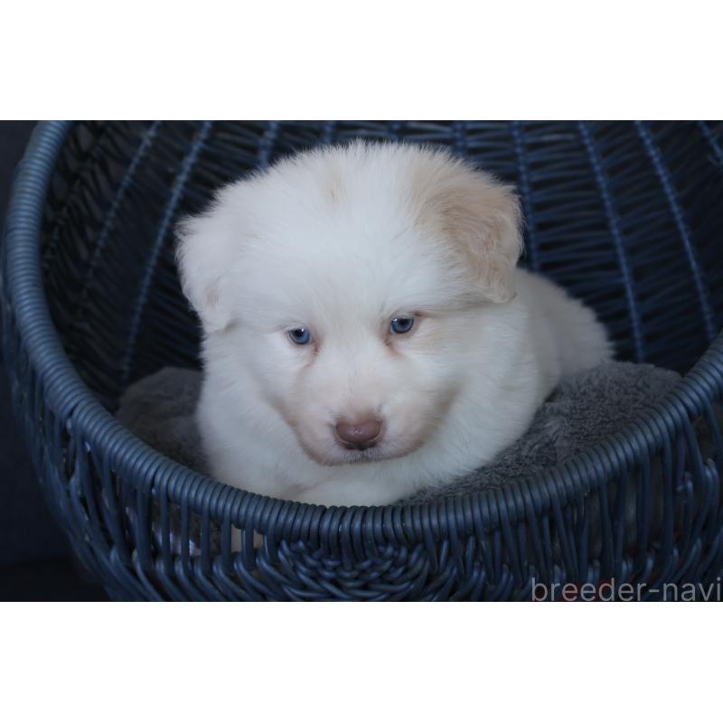 販売中の栃木県のボーダーコリー-444962の9枚目