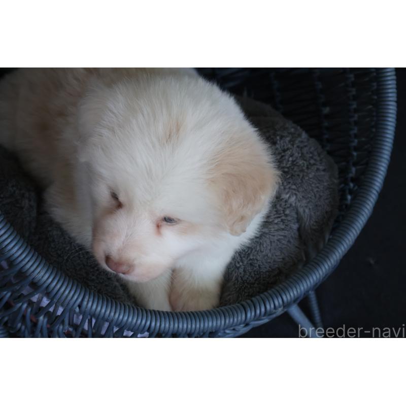 販売中の栃木県のボーダーコリー-444962の8枚目