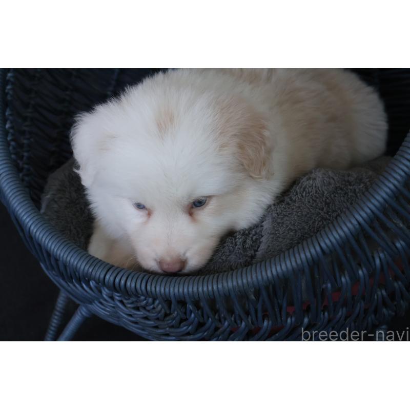 販売中の栃木県のボーダーコリー-444962の7枚目