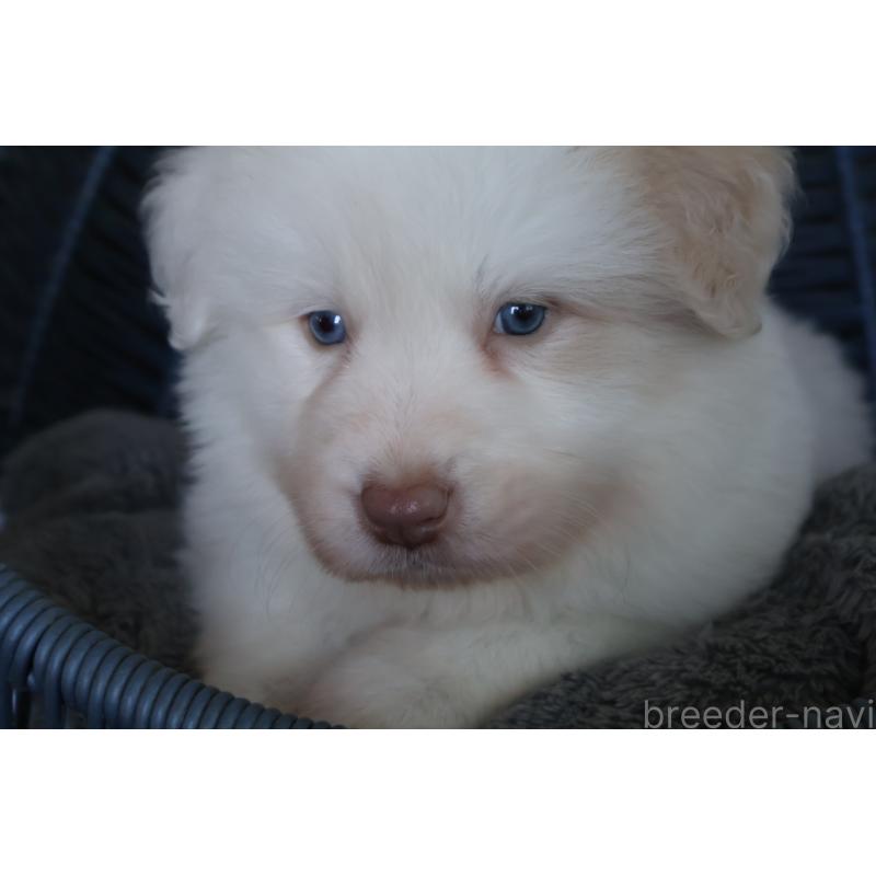 販売中の栃木県のボーダーコリー-444962の4枚目