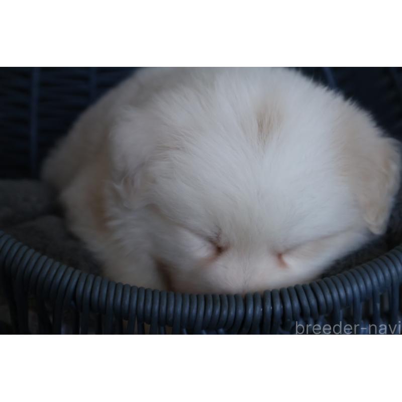 販売中の栃木県のボーダーコリー-444962の2枚目