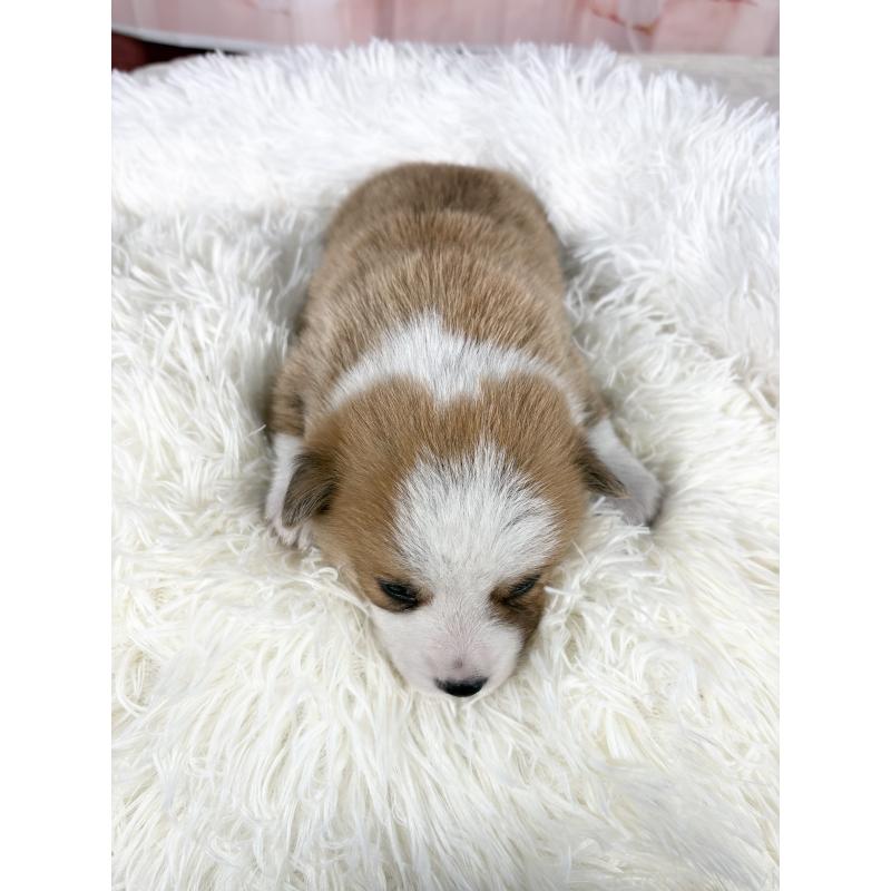 販売中の愛知県のウェルシュコーギーペンブローク-444958の10枚目