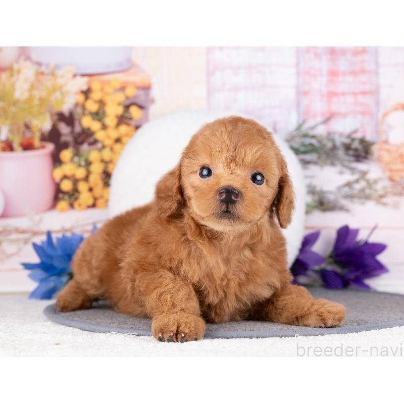 販売中の岐阜県のトイプードル-444959の5枚目