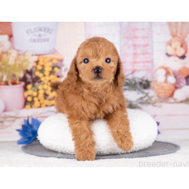 販売中の岐阜県のトイプードル-444959の4枚目