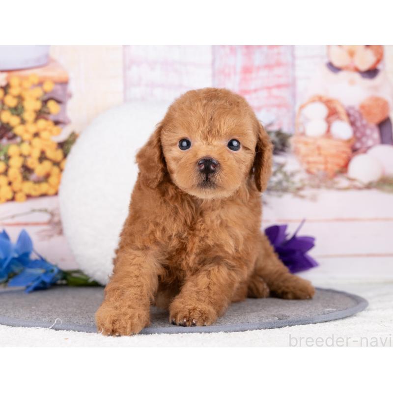 販売中の岐阜県のトイプードル-444959の2枚目