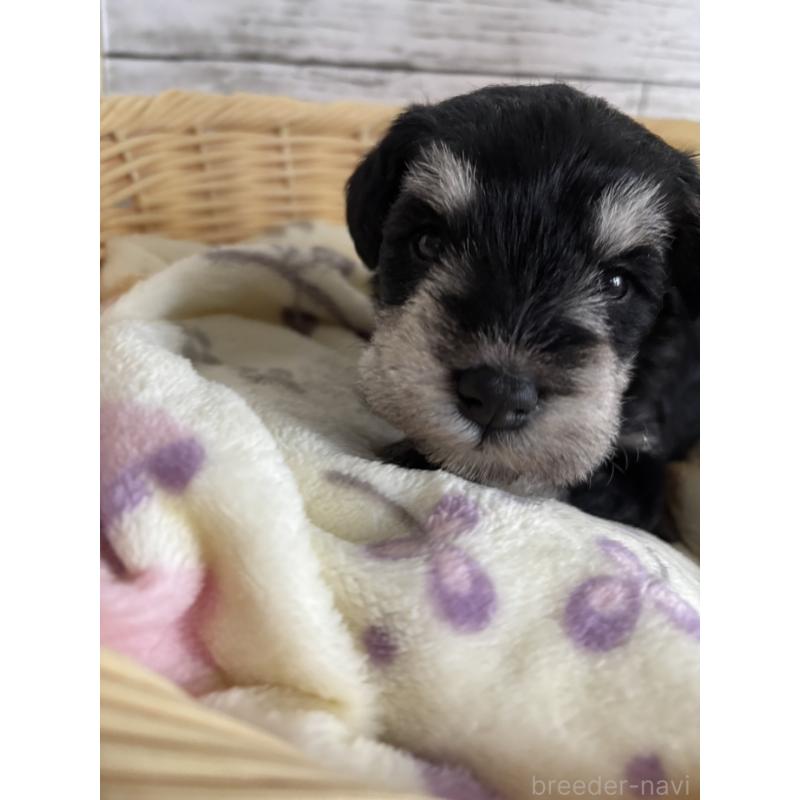 販売中の静岡県のミニチュアシュナウザー-444961の10枚目