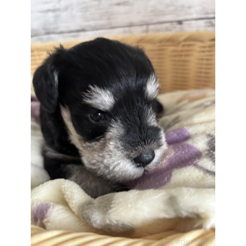 販売中の静岡県のミニチュアシュナウザー-444961の9枚目