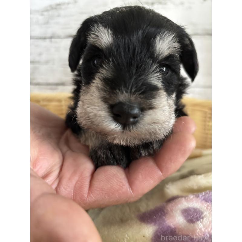 販売中の静岡県のミニチュアシュナウザー-444961の7枚目