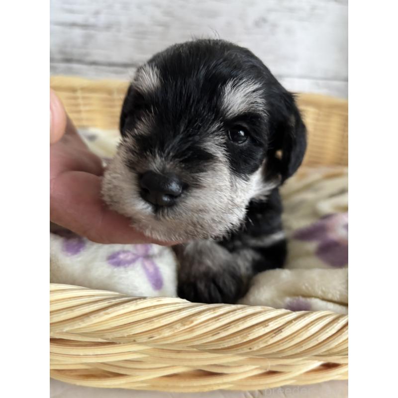 販売中の静岡県のミニチュアシュナウザー-444961の6枚目